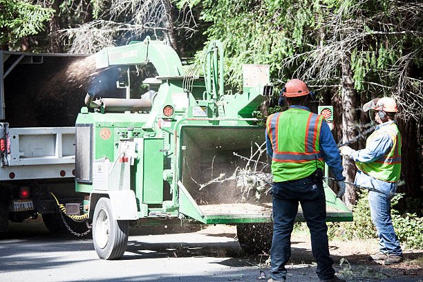 How Our Tree Care Process Works  in  Watertown, WI