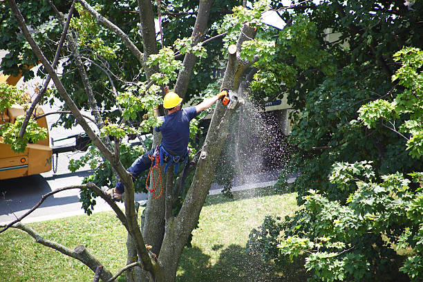 Best Arborist Consultation Services  in Watertown, WI