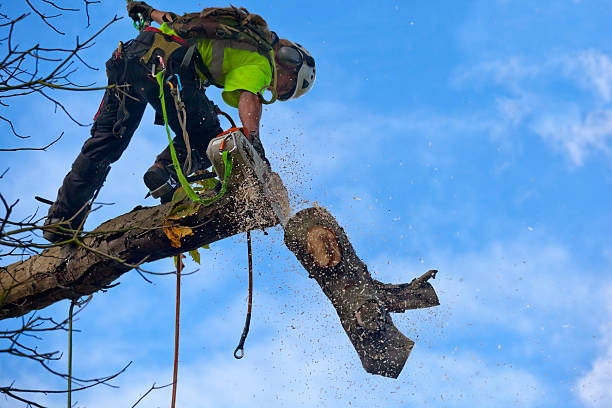 Reliable Watertown, WI Tree Care Solutions